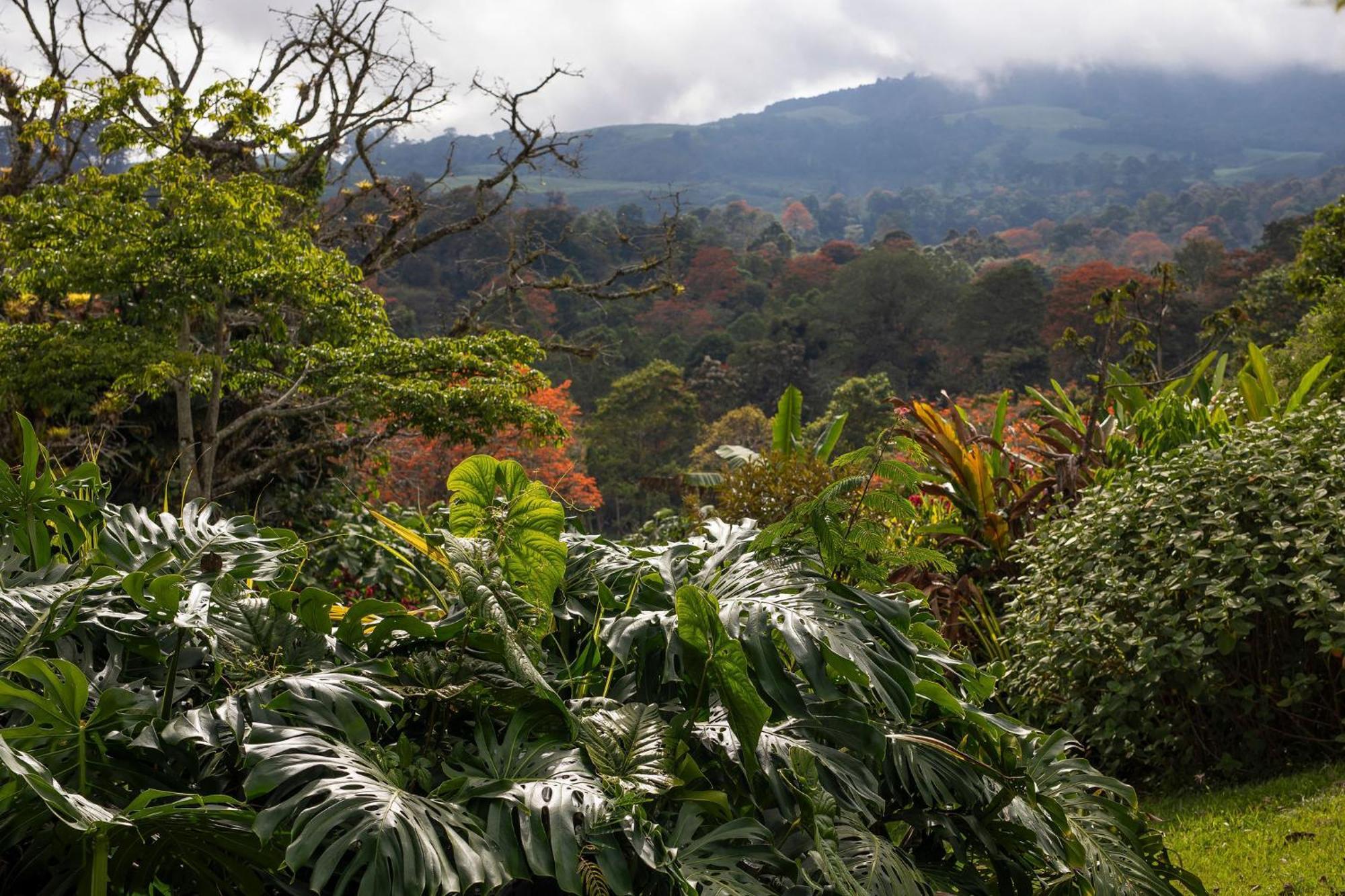 Aquiares Coffee Farm Casa Hacienda La Esperanza Bed and Breakfast Turrialba Eksteriør billede
