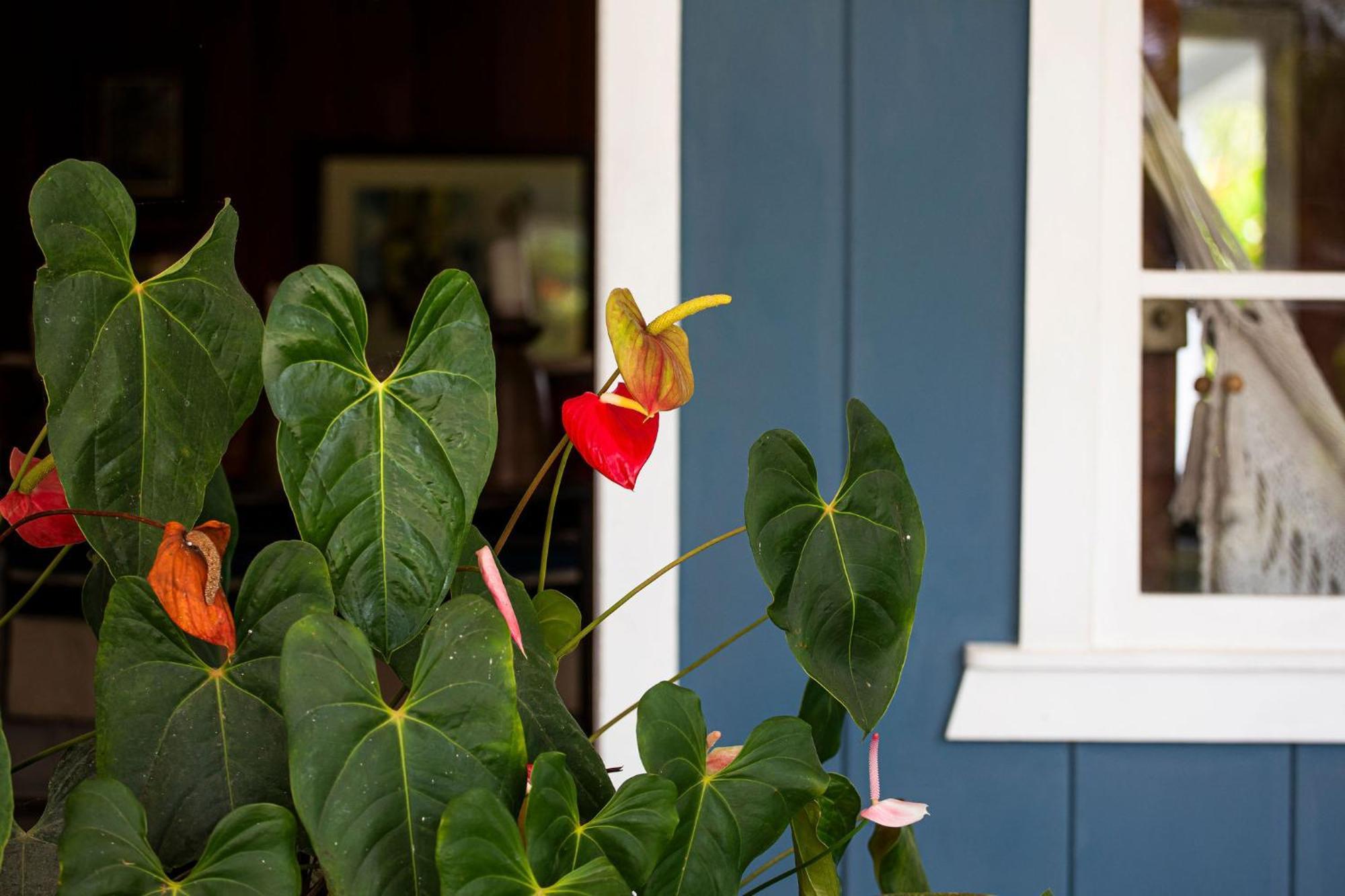 Aquiares Coffee Farm Casa Hacienda La Esperanza Bed and Breakfast Turrialba Eksteriør billede